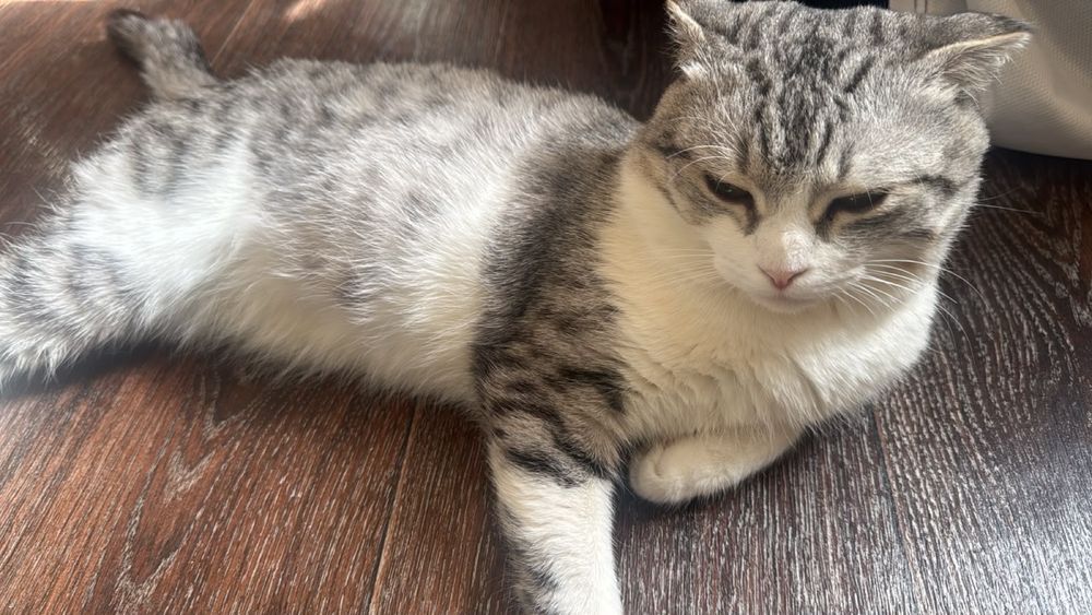 Кошка домашная 1 год