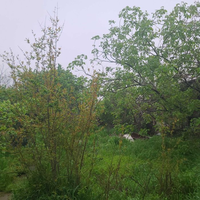 Продаётся дача-ферма 24 соток, dacha-ferma, 24 sotix sotiladi