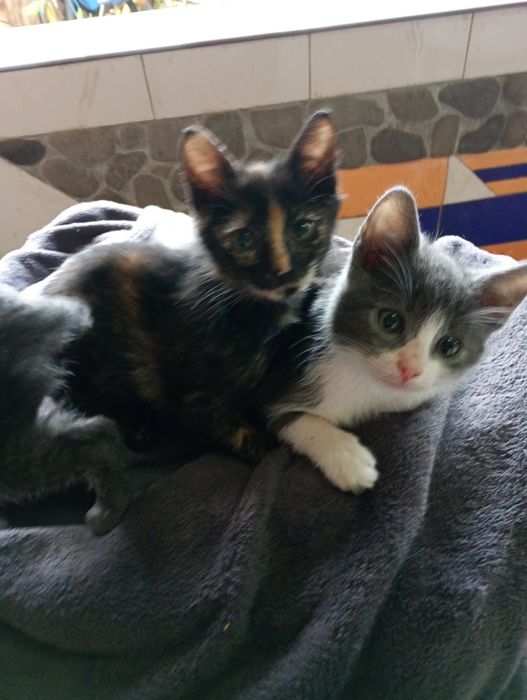 Pt adopție,2 pisicuțe și un motanel
