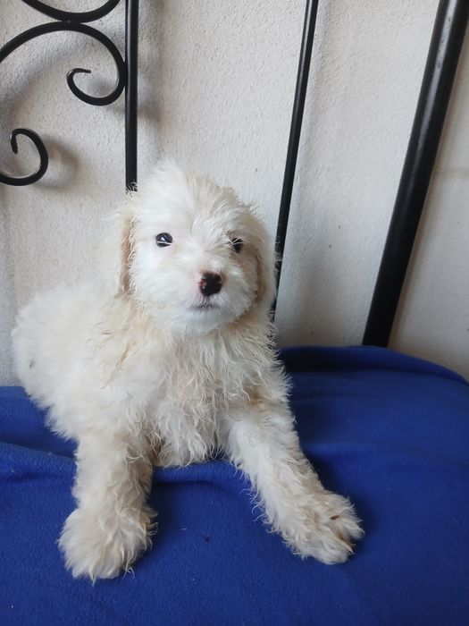 Pentru iubitori de animalute 400