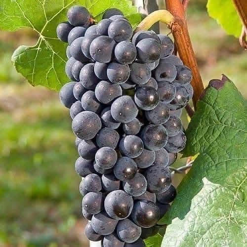 Butasi vita de vie (de vin și de masa)