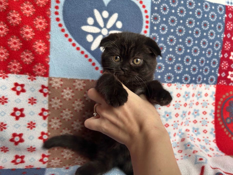 Pisicuță adorabilă Scottish Fold - rasa pură, cu Pedigree