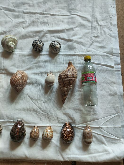 Colecție deosebită cochilii