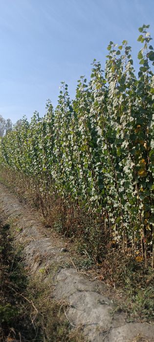 Terak kochatlar dastafka