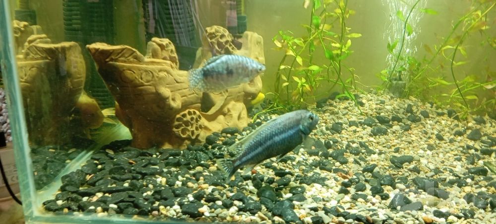 Akvarium baliqlari bilan
