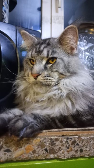 Мейн кун. Котята.