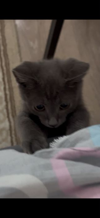 Продам серого котёнка, мальчик, 3 месяца