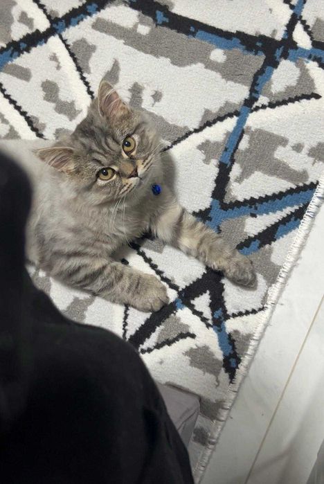 Продаю котенка
Порода: мама — британка, папа — сибиряк