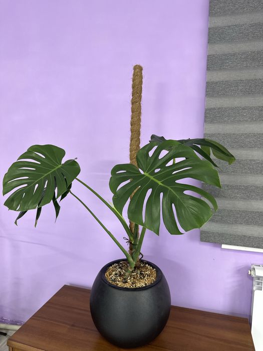 Монстера ухоженная