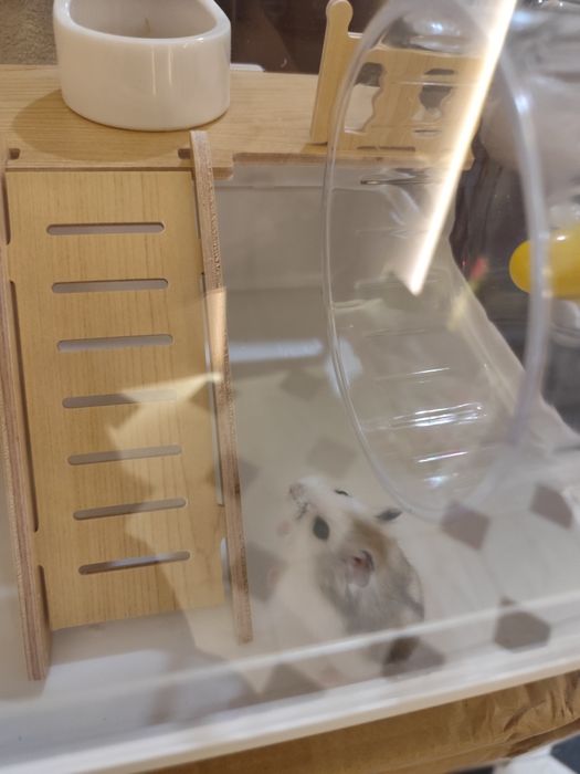 клетка для хомяка