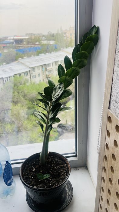 Комнатные растения (продаются вместе).