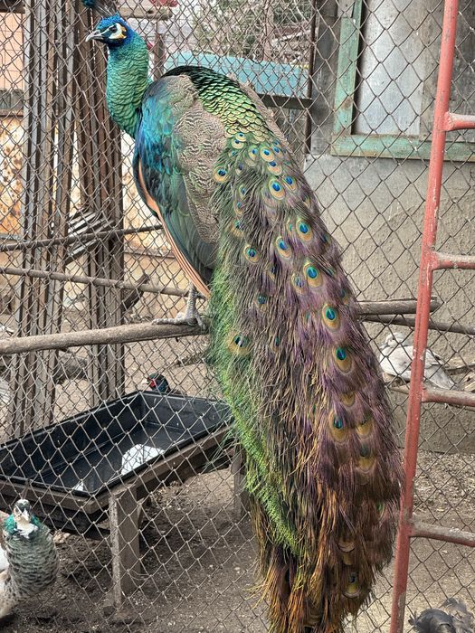 Pauni  varietati multiple