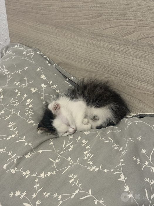 Котенок вислоухий