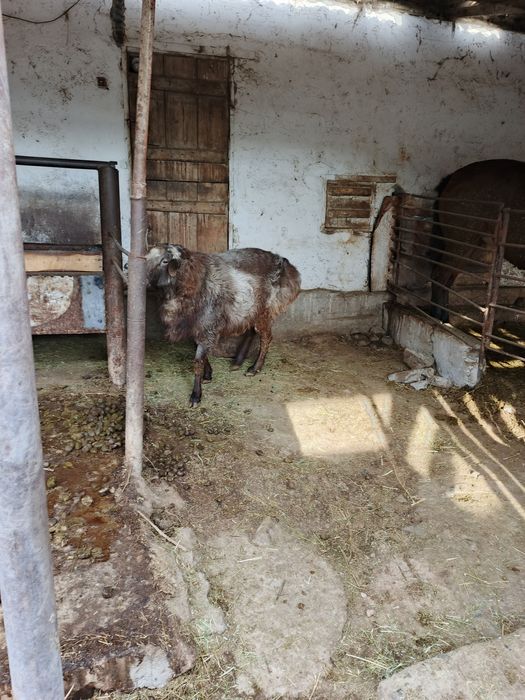 Продам племенного кошкара