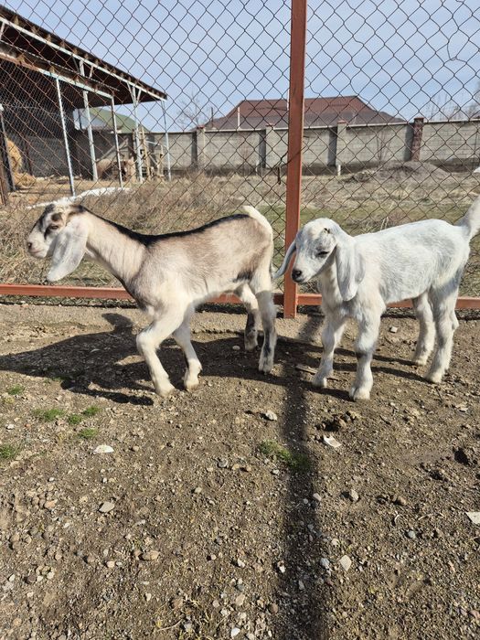 Козлята англонубийские.