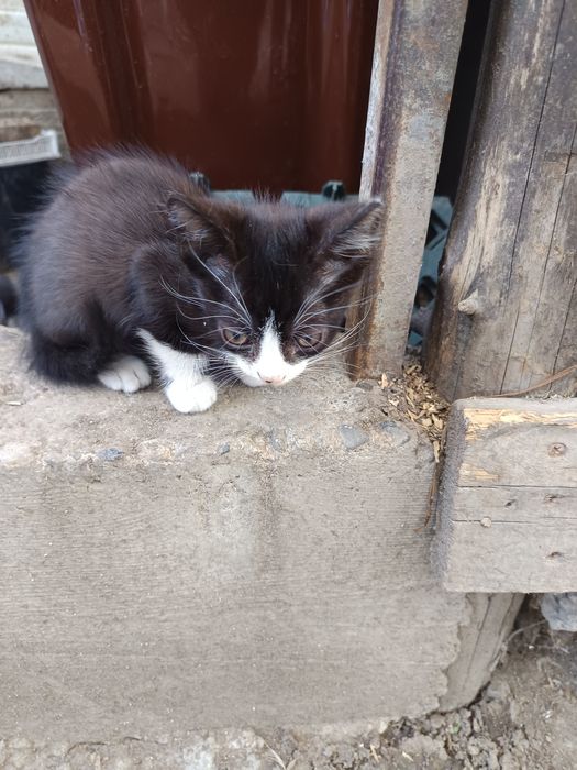 Pisoi care caută casă