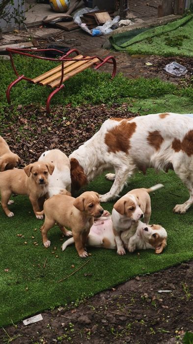 Подарявам кученца майка британшпньол баща неизвестен