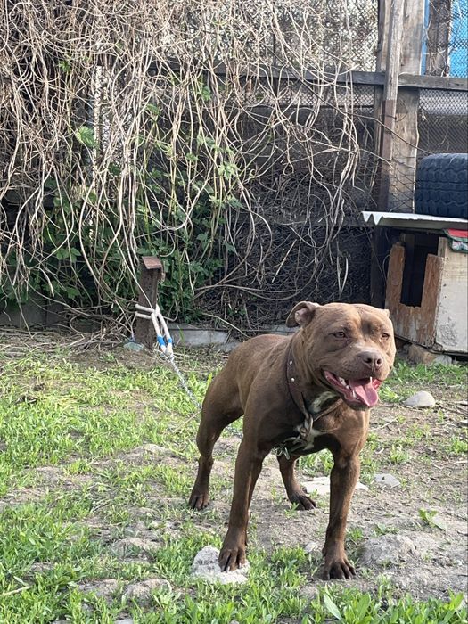 Рр пит красный нос (сука)продаеттся