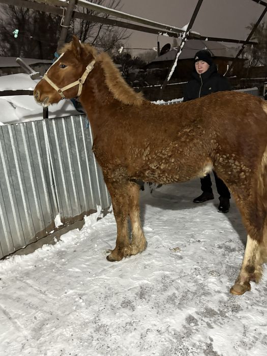 Продам жеребчика 5 месяцев