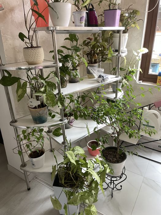 Цветы комнатный