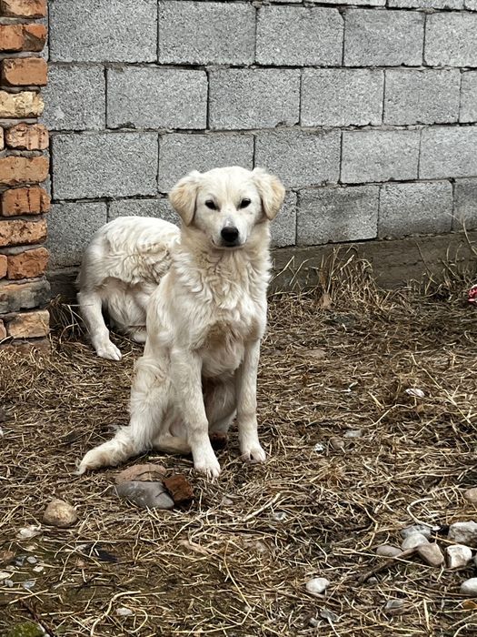 Отдам щенков в хорошие руки