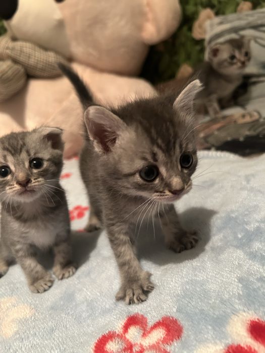 Вислоухая котята