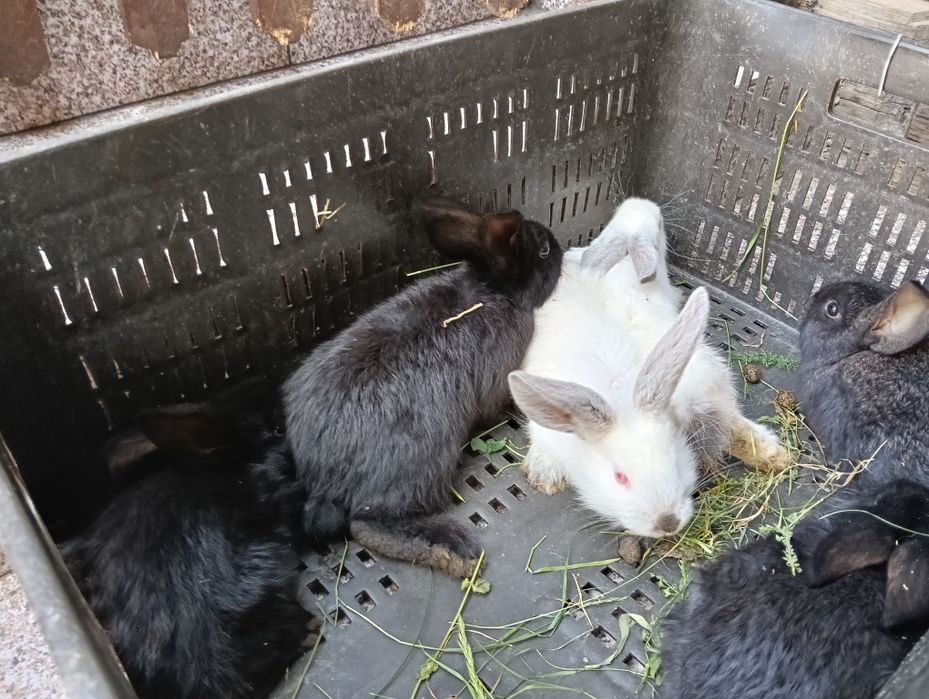 Iepuraș de vânzare