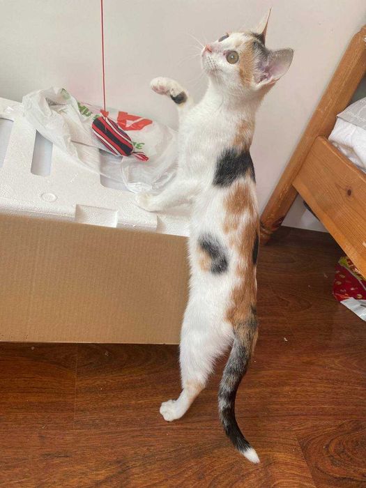 Подаряваме женско коте