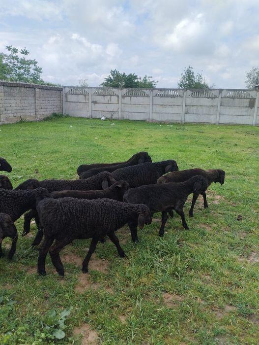 Qozi qoshqorlar 18bosh