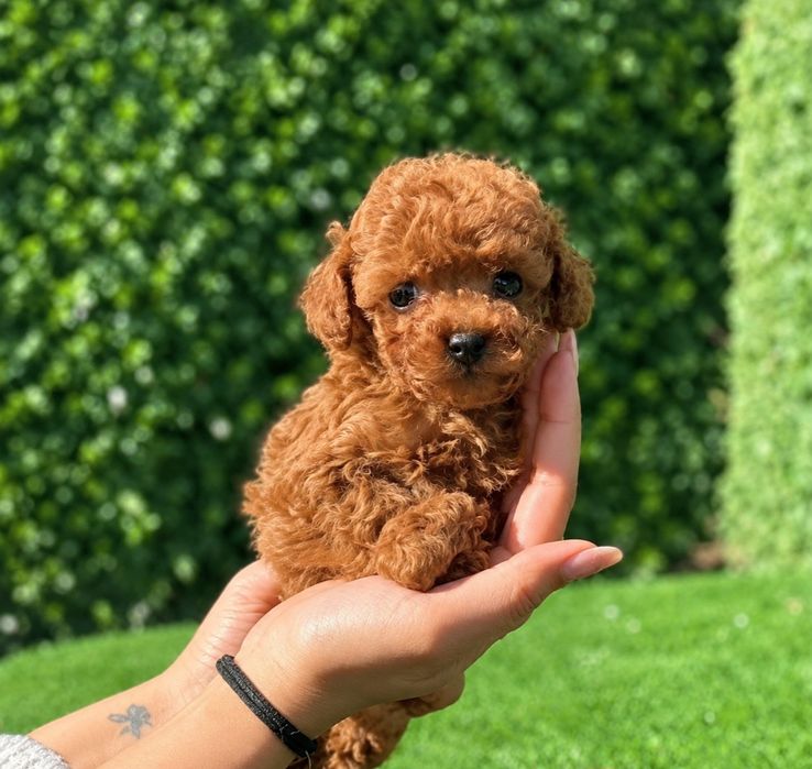 Caniche Poodle Toy Red-Brown