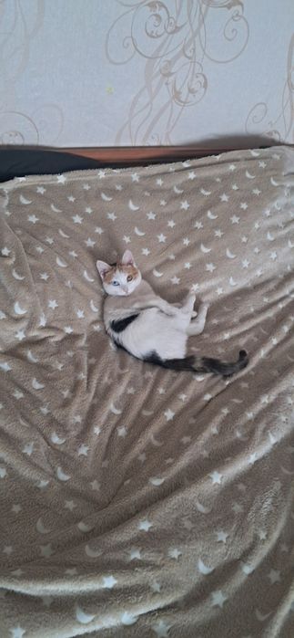 ПРОПАЛА домашняя кошечка