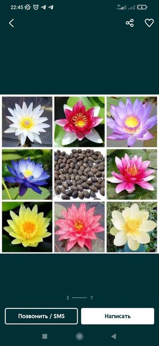 Продается Семена Лотоса