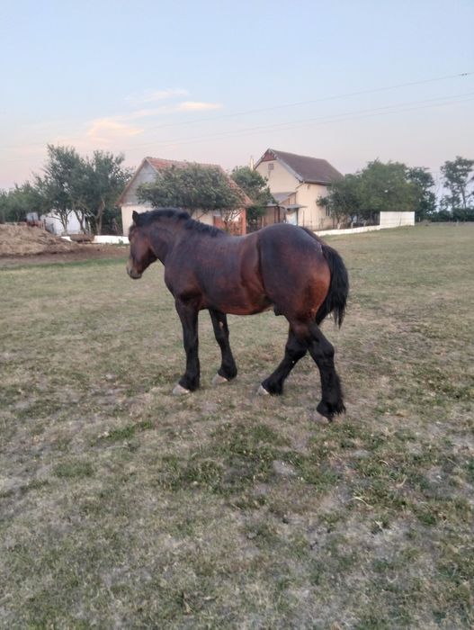 Armăsar de 2 ani