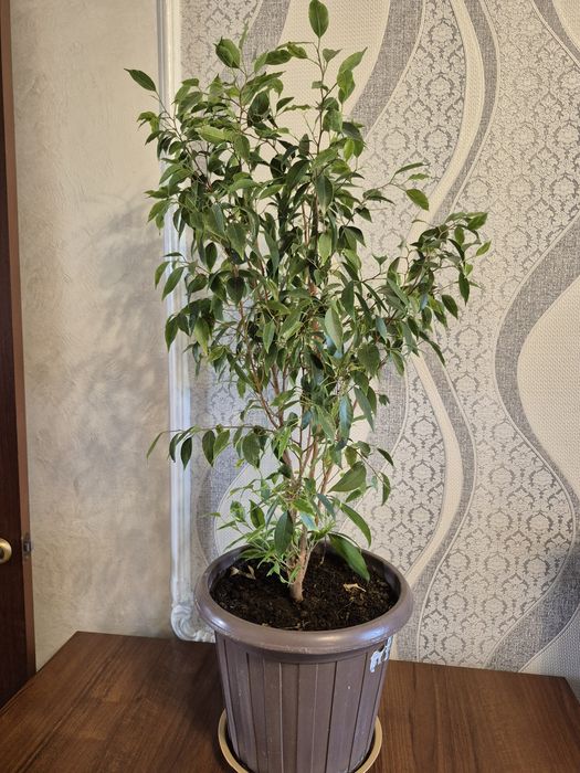 Продам бенжамин.