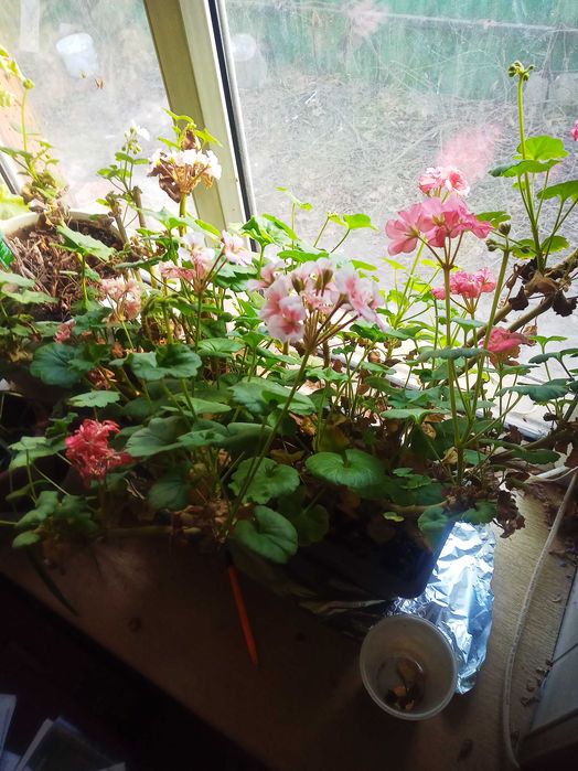 продам герань в большом горшке