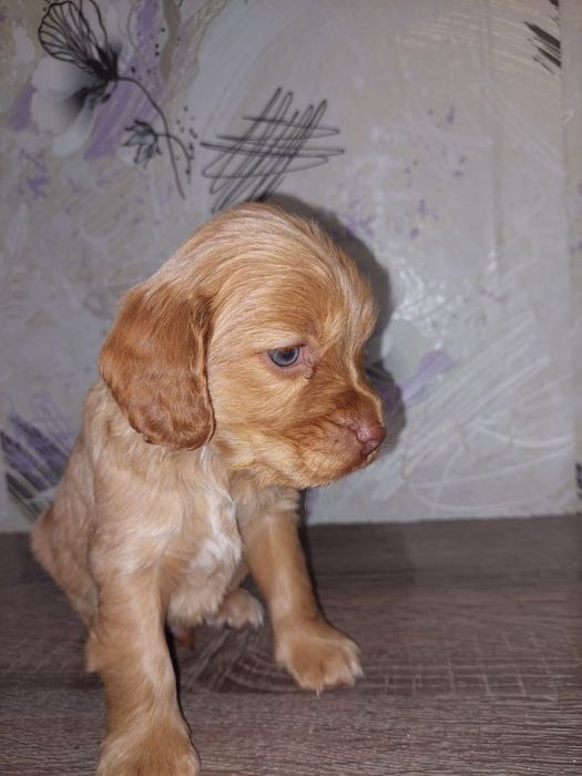 Продам чистокровного спаниеля