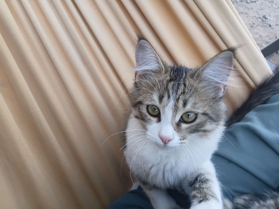 Отдам дором котят