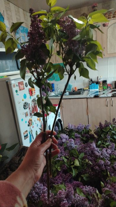 Отдам на 400  ветка