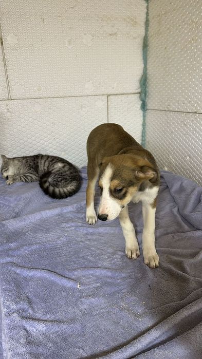 Ищу дом щенкам, в добрые руки