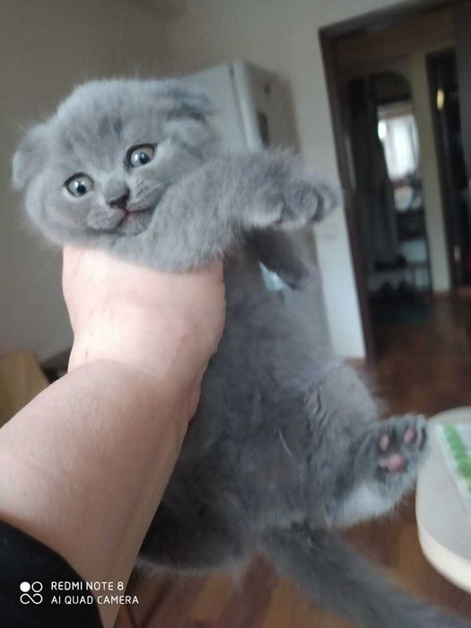 Вислоухие Шотландские котята