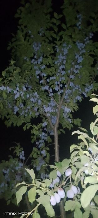 Serhosil, ishonchli g'aynoli, olxoʻri, sliva kochatlar