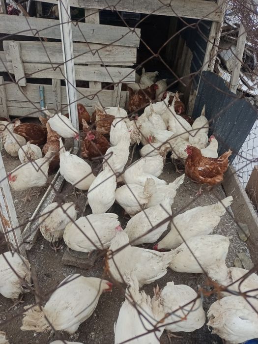 Тауықтар сатылады 11 айлық туып тұр