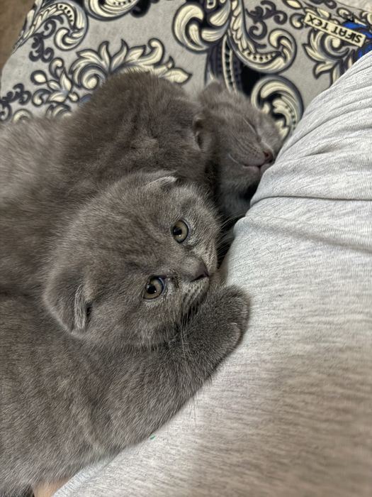 Scottish Fold mushuk bolalari sotiladi