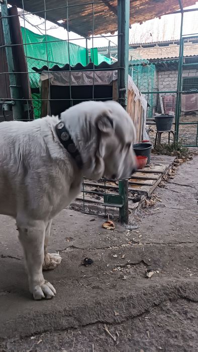 Srochno Sotiladi Turkmenskiy Alabay Erkak