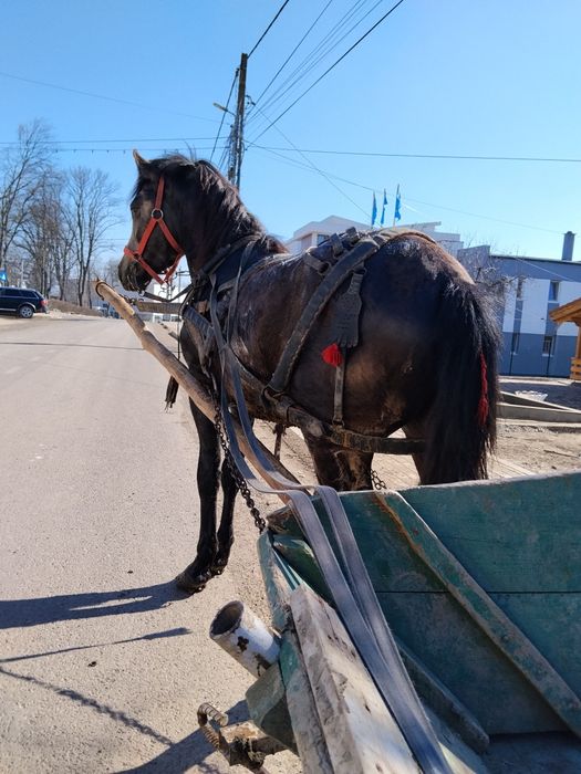 De vânzare mânz de un an și 6 luni