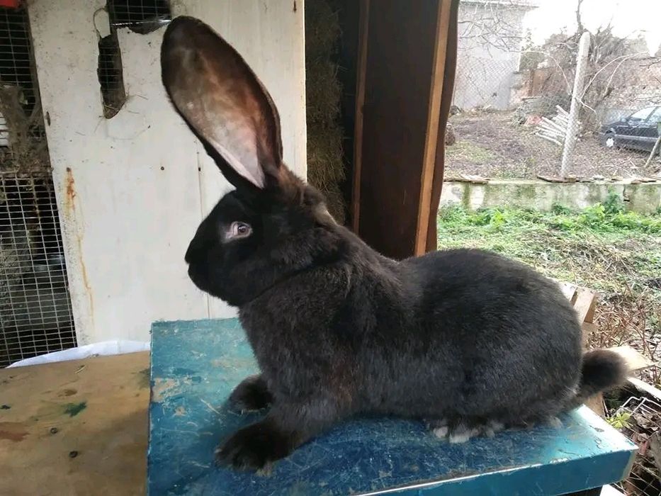 Продавам женски заек