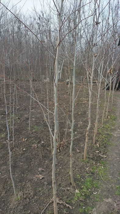 Catalpa,Magnoli Grandiflora Platani etc