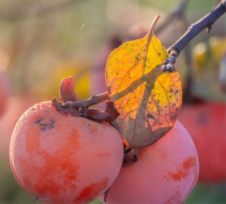 Kaki Nikita’s Gift