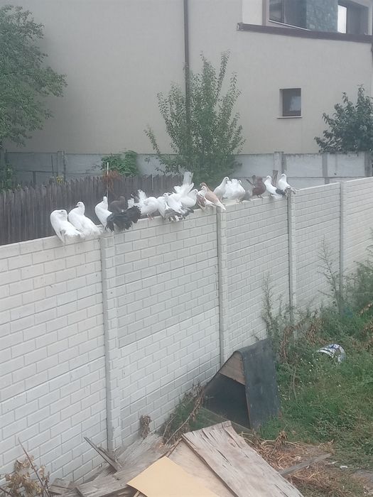 Porumbei Înfoiați de vinzare