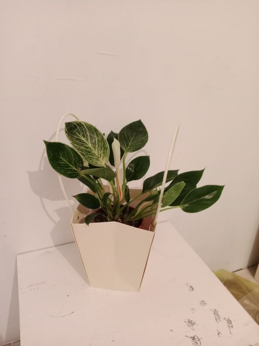 Продам цветы 3500/2500